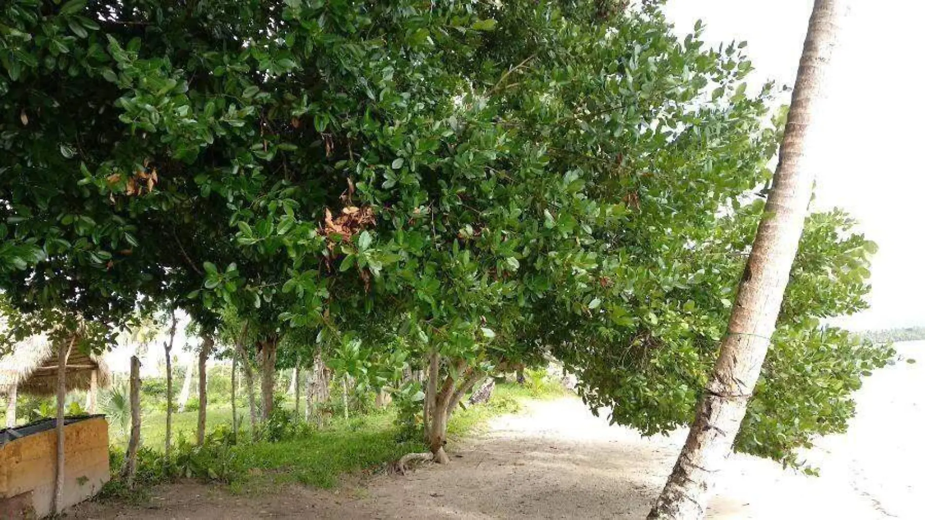 Árbol manzanillo, catalogado como el más peligroso del mundo 